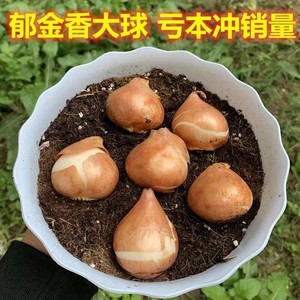 5个荷兰进口特大郁金香种球多年生进口郁金香种球 量大批发