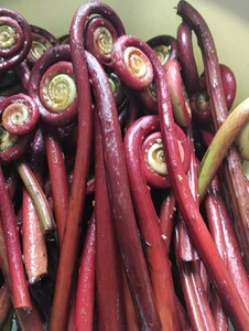 (5斤包邮)广东野山蕨菜新鲜野生蕨菜拳头菜猫爪菜山野菜下饭菜