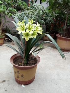 绿花君子兰绿花,成兰,开花颜色比一般绿1人付款98