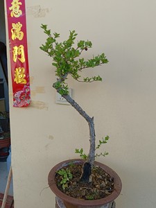 黄果河南小叶山里红，高干文人，盆面以上高度60Cm。