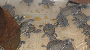 养定开食花面龟苗子，花面蟾头龟，深水龟，纯水龟，238一个全