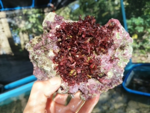 海缸高等藻红千层藻红鹿角藻