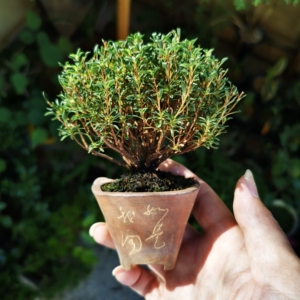 早乙女小町,日本进口,是所有杜鹃品种中叶性最小的,根脚很壮