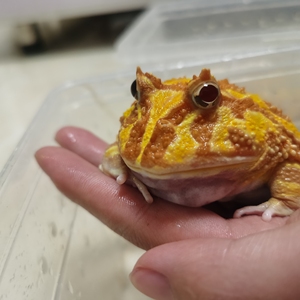 成体黄金角蛙一对,两只从小一起长大,状态极佳,年龄一年零六个