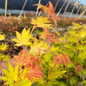 约旦枫树日本红枫,当年嫁接高度40厘米左右,现货10棵起订