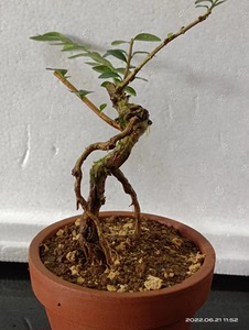 000人付款淘宝亮叶忍冬熟桩盆景素材包邮,长根快可水培tb