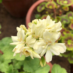 【天竺葵茶美人】天竺葵茶美人品牌,价格 - 阿里巴巴