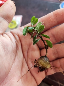 米叶树萝卜微盆景素材红花红芽红果五翅莓吊金钟小精品拇指盆小品