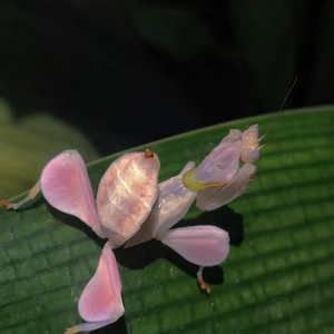 兰花螳螂(2l)纯野卵孵化