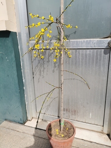 迎春花盆景!三台迎春花开花三层!盆面高度1米,不是嫁接的,原