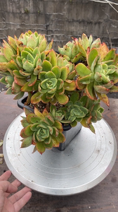 花之鹤多肉老桩爱心形