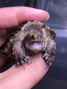 中美杂北美鳄龟 中美杂佛 大佛杂大小杂鳄龟 变异大鳄小鳄龟