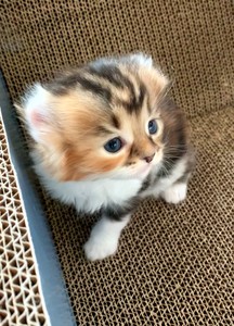 长毛三花卷耳猫小母猫幼崽纯种美国卷耳猫虎斑纹三花色小猫咪卷耳