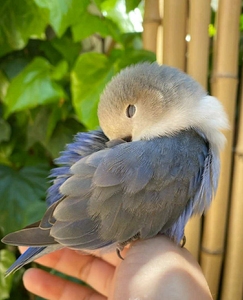 牡丹鹦鹉,手养雏鸟的快乐 白面墨银顶雏鸟非常可爱的雏鸟,特别