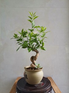 日本进口绯玉真弓,卫矛,鬼见愁盆景,童子功小老桩,扭干造型