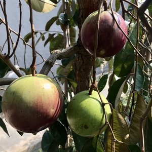 越南牛奶果嫁接苗星苹果苗热带果苗 紫龙 金星果牛奶果树苗地栽