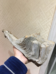 太行崖柏茬头雕刻料,白粉骨料,局部黑骨,精品雕刻料,秒沉水