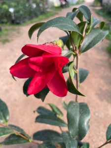 孔雀椿茶花红色开品