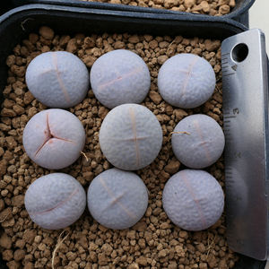 00ry392798211淘宝高尔夫生石花南蛮玉母本0人付款7.