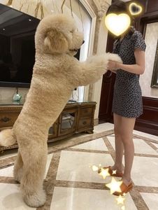纯种巨型贵宾幼犬大型泰迪犬巨贵犬花色幼犬活体巨型超大贵宾犬狗