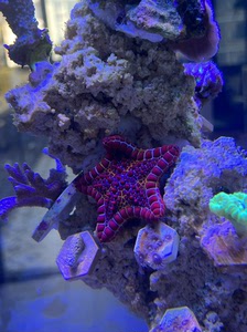 西非海星,饼干海星,珊瑚,养很久了可可爱爱,不诚心卖,上海闵