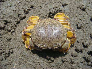 黎明蟹 海水蟹 翻沙蟹 红点黎明蟹