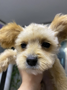 马尔泰犬(泰迪和马尔济斯结合物),具体参考百度图片,尴尬期
