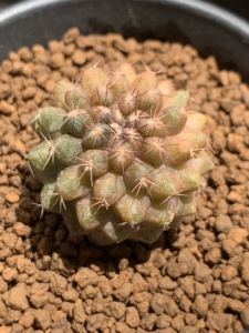 龙爪球  鱼鳞丸锦 散斑锦  实生 龙爪球属锦 仙人球 一物