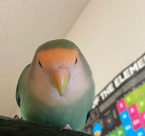 00牡丹鹦鹉绿金顶绿金    公母一对   无卡淘宝成交10笔零售价￥260.