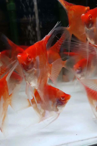 070人付款淘宝红魔鬼神仙鱼燕鱼净版无黑