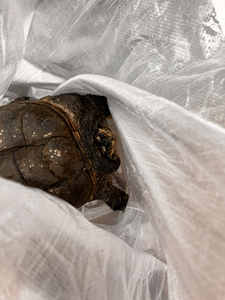 中美种母中美拟鳄龟