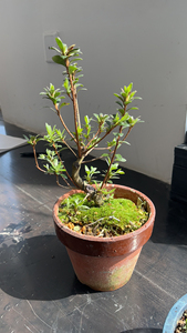 皋月杜鹃菊姬.日本原盆进口.皋月天花板品种,根型不错.买多了