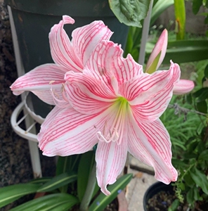 白肋朱顶红,白土朱 粉色花,1公分5块,2~4厘米都有,价格