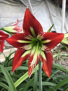 000人付款淘宝朱顶红猫凤中大球带一侧,球径4.8厘米左右状态