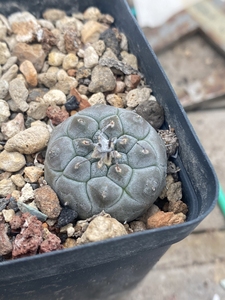 仙人球 娇丽属 冬云