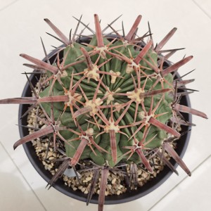 豪刺凌波仙人球