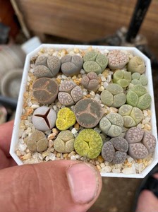 生石花奔驰一盒 200包邮