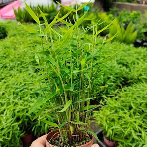 姬翠竹盆栽竹子翠竹日本竹子姬竹四季常青竹苗室内观赏竹植物盆栽