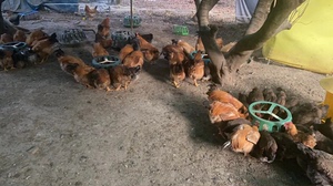 深圳横岗果园活鸡现杀早上下单下午送到。鸡般在两斤八左右。生态