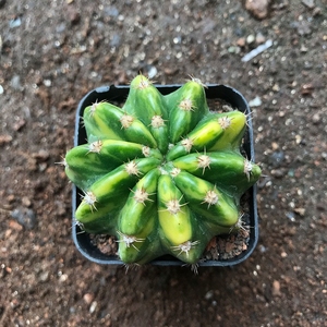 稀少仙人球大豪丸锦品相佳多肉植物桌面花卉盆栽