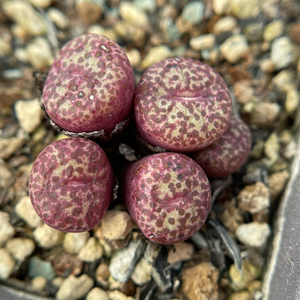 肉锥 5头红色嘴巴红色麻点大型种群生多肉植物一物一拍