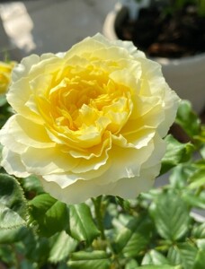 小黄鸡月季花中苗,亮黄色大花月季,一款来自日本的月季品种,它