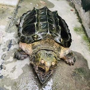 纯种大鳄龟进口原色大鳄淡彩gold大鳄苗现货包风险活体钓鱼龟