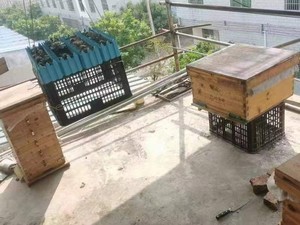 海南本地中华蜜蜂蜂蜜 蜜蜂都是本人野外放诱蜂桶抓回来的，放在