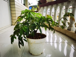 自种四季常青老桩岩豆藤绿植盆栽阳台庭院易活好种盆景