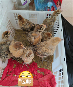 半斤高产绿壳蛋鸡鸡苗麻羽鸡大鸡苗农家散养蛋鸡包活到家