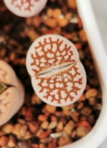 极品黄金线c63b 黄金寿丽生石花