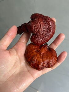 四川深山林中灵,药用价值最高的纯野生灵芝,300一斤干货,量