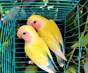 牡丹鹦鹉 蓝腰黄桃红面澳桂毛色干净靓丽