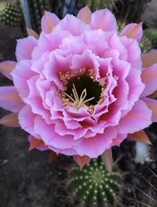 仙人球毛花柱如意公分侧芽30元,看球请私聊.自家大棚繁殖